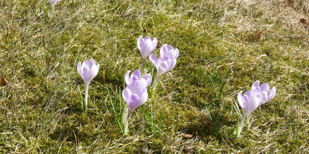 242-garden-flowers-scaled.jpg